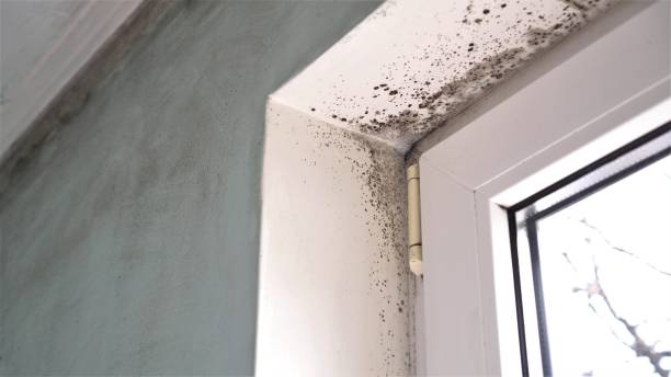 Best Mold Documentation for Insurance Claims  in Nome, AK