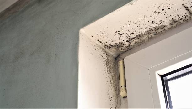 Best Post-Construction Mold Inspection  in Nome, AK