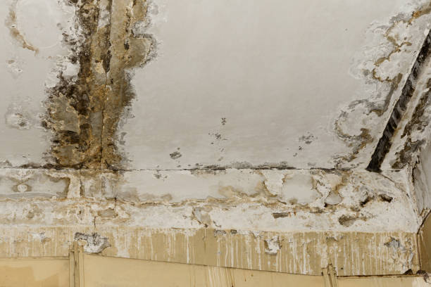  Nome, AK Mold Removal Pros