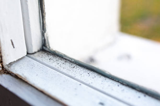 Best Mold Prevention Services  in Nome, AK