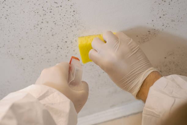 Best Emergency Mold Remediation  in Nome, AK