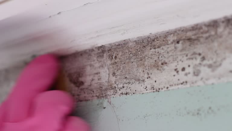 Best Asbestos and Lead Testing During Mold Inspection  in Nome, AK